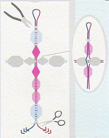 Rosenkreuz_NR2